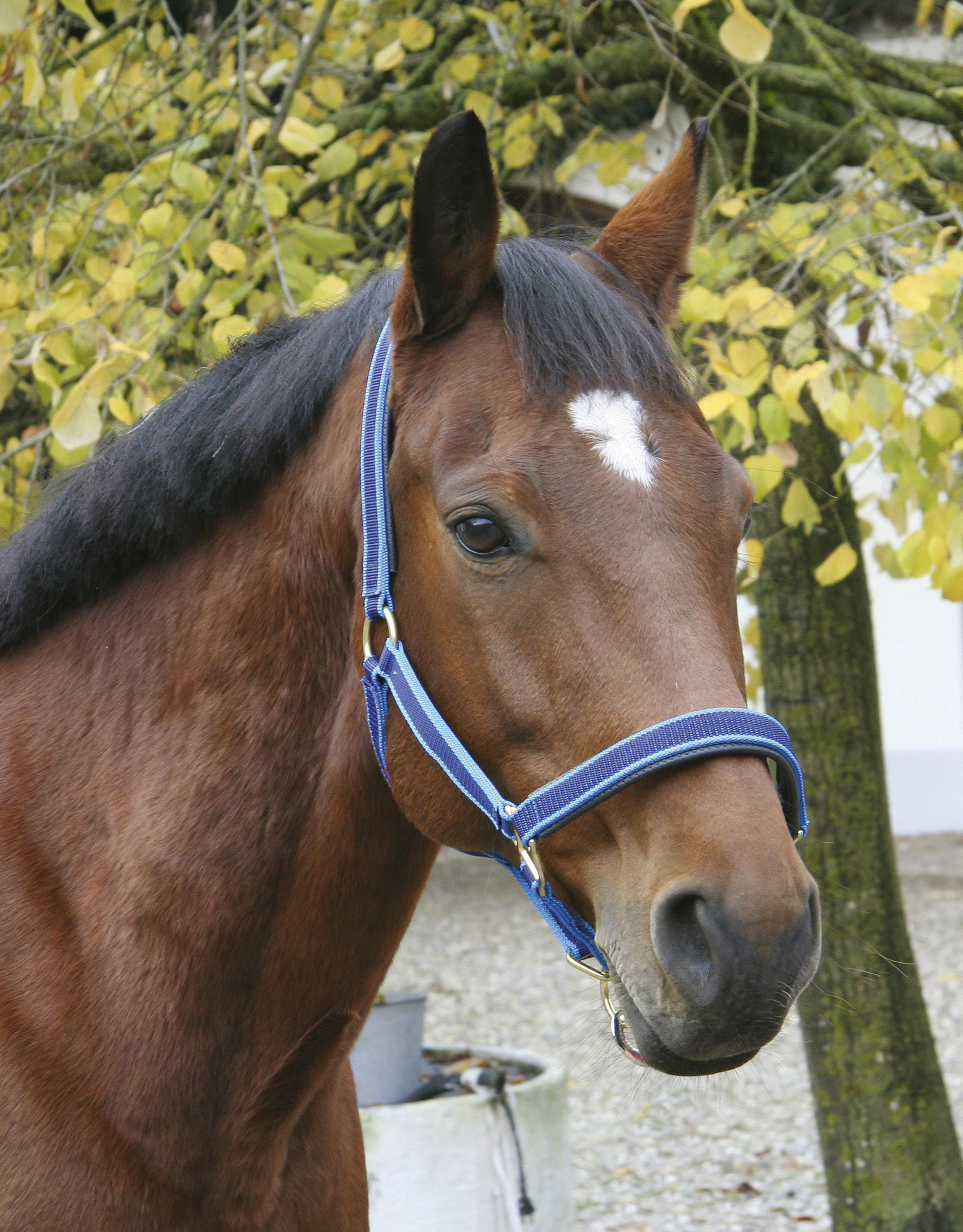 Halfter Exclusive Gr.1, Pony (P2), dunkelblau